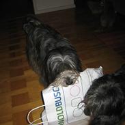 Schapendoes solankers miska