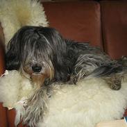 Schapendoes solankers miska