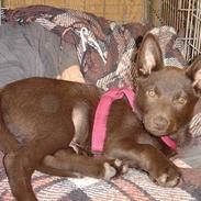 Australsk kelpie kalder ham DUI