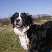 Berner sennenhund Max