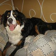 Berner sennenhund Max