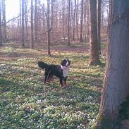 Berner sennenhund Max