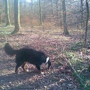 Berner sennenhund Max