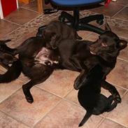 Australsk kelpie kalder ham DUI