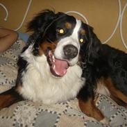 Berner sennenhund Max