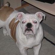 Engelsk bulldog Betty