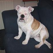 Engelsk bulldog Betty