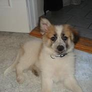 Blanding af racer Marco