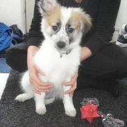 Blanding af racer Marco