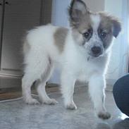 Blanding af racer Marco