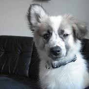 Blanding af racer Marco