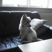 Blanding af racer Marco