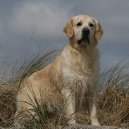 Golden retriever Snowy