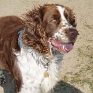 Engelsk springer spaniel oskar