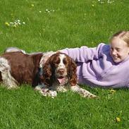 Engelsk springer spaniel oskar
