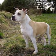 Amerikansk staffordshire terrier Ashare