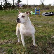 Amerikansk staffordshire terrier Ashare