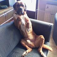 Blanding af racer Buller