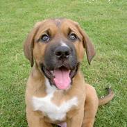 Blanding af racer Buller