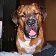 Blanding af racer Buller