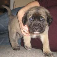 Mastiff Brutus