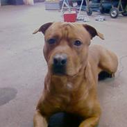 Amerikansk staffordshire terrier Tyson