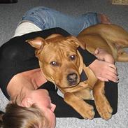 Amerikansk staffordshire terrier Tyson