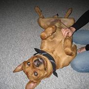 Amerikansk staffordshire terrier Tyson