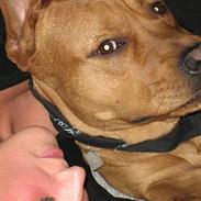 Amerikansk staffordshire terrier Tyson