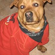 Amerikansk staffordshire terrier Tyson