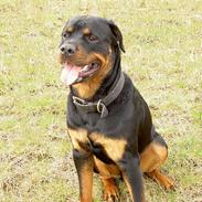 Rottweiler Tyson  R.I.P