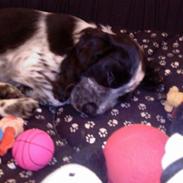 Cocker spaniel penny