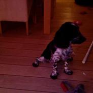 Cocker spaniel penny