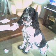 Cocker spaniel penny