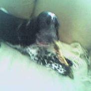 Cocker spaniel penny