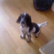 Cocker spaniel penny