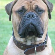 Bullmastiff Kenzo