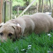 Labrador retriever Lana