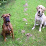 Labrador retriever Oskar