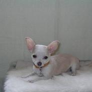 Chihuahua KASHMIR