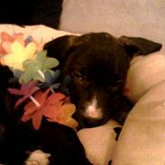 Amerikansk staffordshire terrier Gucci