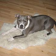 Amerikansk staffordshire terrier milla :-)