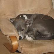Amerikansk staffordshire terrier milla :-)