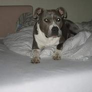 Amerikansk staffordshire terrier milla :-)