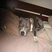 Amerikansk staffordshire terrier milla :-)
