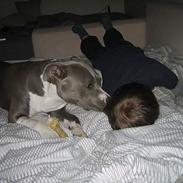 Amerikansk staffordshire terrier milla :-)