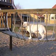 Labrador retriever Agnes