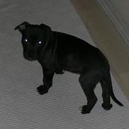 Amerikansk staffordshire terrier Vato
