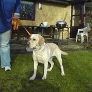 Labrador retriever Agnes
