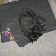 Amerikansk staffordshire terrier Vato